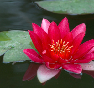 Red Lotus Flower